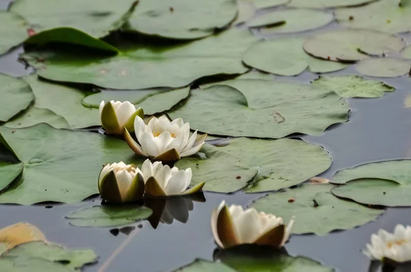 White Water Lillies Lake Water Surface — Stock Photo, Image