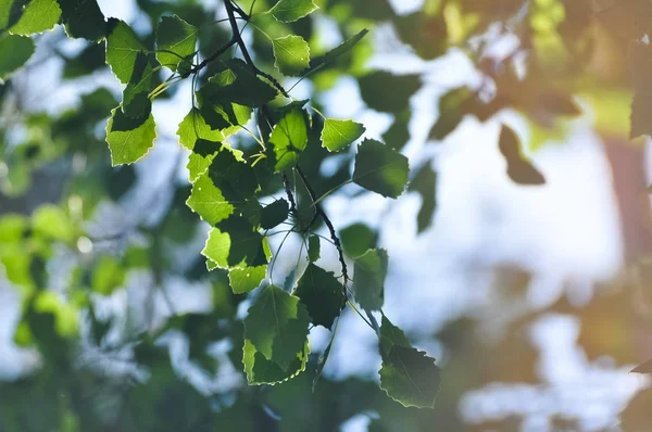 Fundo Natural Primavera Brilhante Fresco Vidoeiro Folhagem Luz Solar — Fotografia de Stock