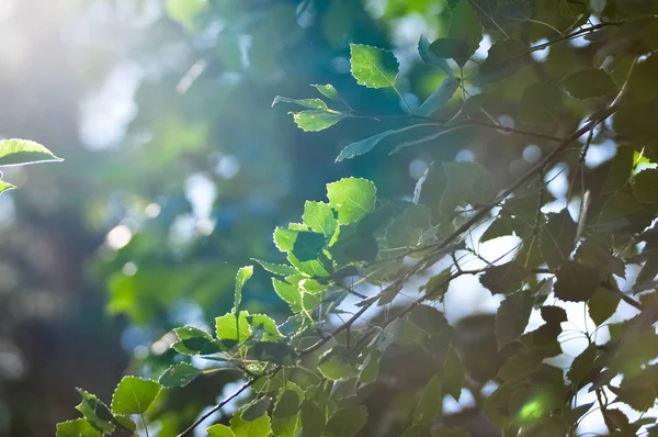 Fundo Natural Primavera Brilhante Fresco Vidoeiro Folhagem Luz Solar — Fotografia de Stock