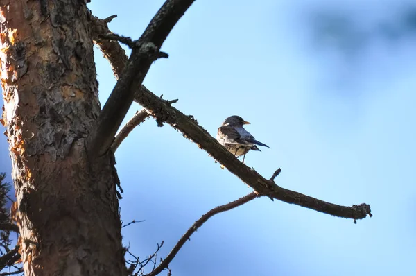 Drozd Kvíčala Ptáka Větvi Jarní Den Proti Slunci — Stock fotografie