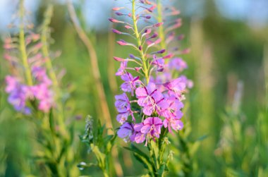 Pembe çiçek açan Sally alanında. Gün batımında Willow herb. Doğa manzara.