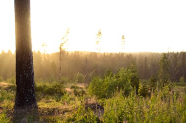 Akşam altın günbatımı doğa manzara. Pines, çim üstünde belgili tanımlık tepe büyüyen sandıklar. Hava orman ve ıslak yağışlı hava, güneş ışınlarının