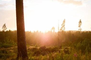 Akşam altın günbatımı doğa manzara. Pines, çim üstünde belgili tanımlık tepe büyüyen sandıklar. Hava orman ve ıslak yağışlı hava, güneş ışınlarının