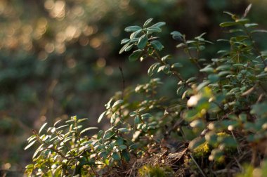 İsveç kirazı yeşillik günbatımı ışık. Fuska yaprakları makro fotoğraf