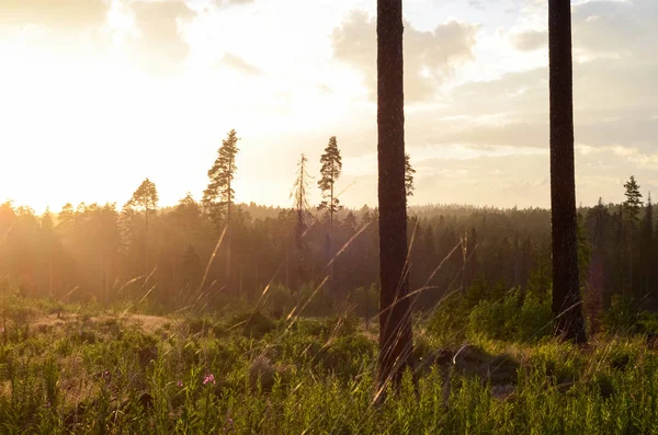 Akşam altın günbatımı doğa manzara. Pines, çim üstünde belgili tanımlık tepe büyüyen sandıklar. Hava orman ve ıslak yağışlı hava, güneş ışınlarının