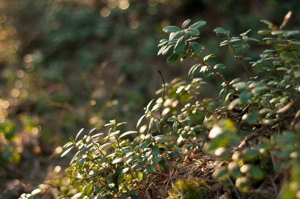 Lingonberry Foliage Sunset Light Cowberry Leaves Macro Photo — Stock Photo, Image