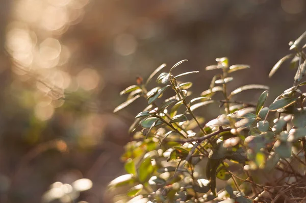 Lingonberry Foliage Sunset Light Cowberry Leaves Macro Photo — Stock Photo, Image