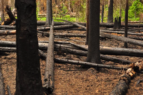 Orman yangını sonra yanmış kavrulmuş düşen ağaçlar.