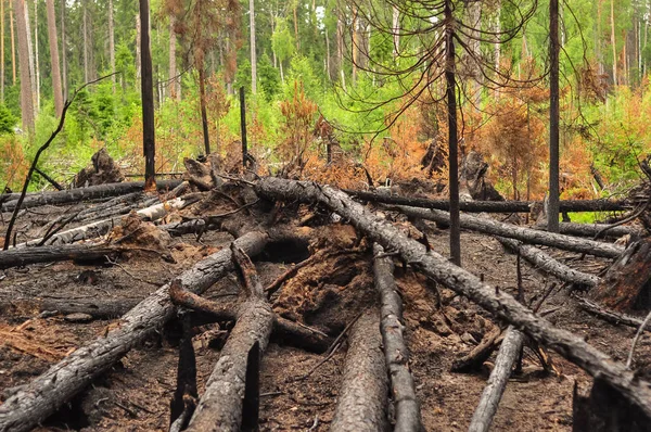 Verbrande Verkoolde Omgevallen Bomen Een Bosbrand — Stockfoto