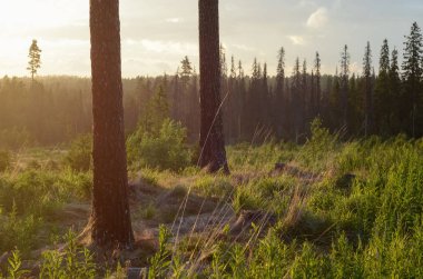 Akşam altın günbatımı doğa manzara. Pines, çim üstünde belgili tanımlık tepe büyüyen sandıklar. Hava orman ve ıslak yağışlı hava, güneş ışınlarının