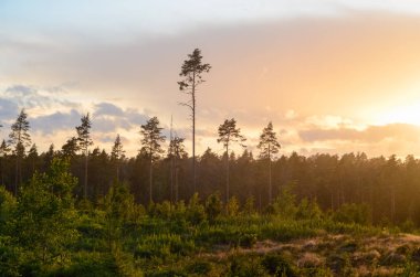 Akşam altın günbatımı doğa manzara. Pines, çim üstünde belgili tanımlık tepe büyüyen sandıklar. Hava orman ve ıslak yağışlı hava, güneş ışınlarının