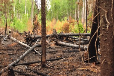Orman yangını sonra yanmış kavrulmuş düşen ağaçlar.