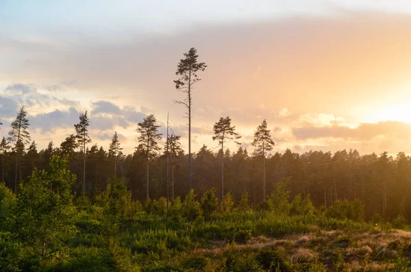 Akşam altın günbatımı doğa manzara. Pines, çim üstünde belgili tanımlık tepe büyüyen sandıklar. Hava orman ve ıslak yağışlı hava, güneş ışınlarının