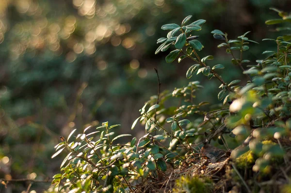 Lingonberry Φύλλωμα Στο Φως Του Ηλιοβασιλέματος Τάϊμπερρι Φύλλα Μακροεντολή Φωτογραφία — Φωτογραφία Αρχείου