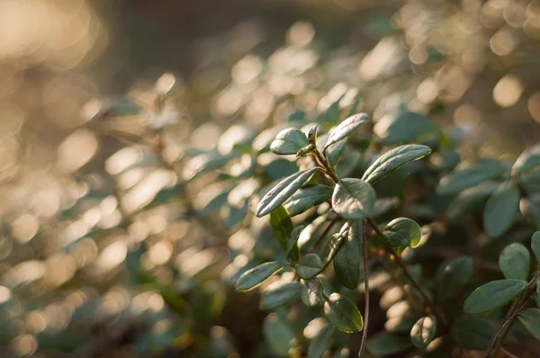 İsveç kirazı yeşillik günbatımı ışık. Fuska yaprakları makro fotoğraf