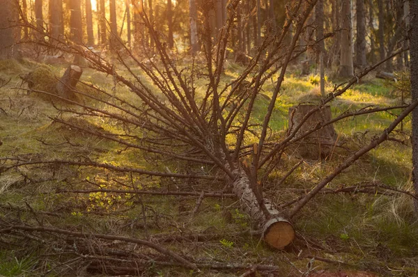 Βράδυ Στο Δάσος Πέσει Περικοπή Στέμμα Του Πεύκου Στο Ηλιοβασίλεμα — Φωτογραφία Αρχείου