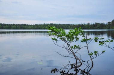 Kötü bulutlu yaz gününde Orman Gölü.