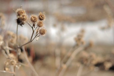 Sonbaharda kurumuş çapak. Dulavratotu bulanık arka plan üzerinde