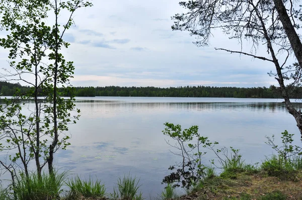 Lesní Jezero Ohavně Oblačné Letní Den — Stock fotografie