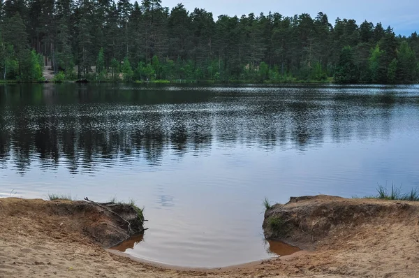 Forest Lake Landscape Pine Trees Sandy Shore — Stock Photo, Image