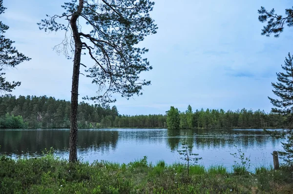 Skogs Sjö Landskap Med Tallar Stranden — Stockfoto