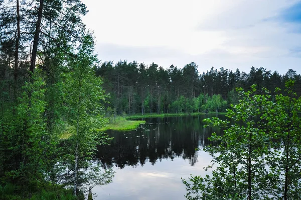 Danau Hutan Hari Musim Panas Yang Mendung — Stok Foto