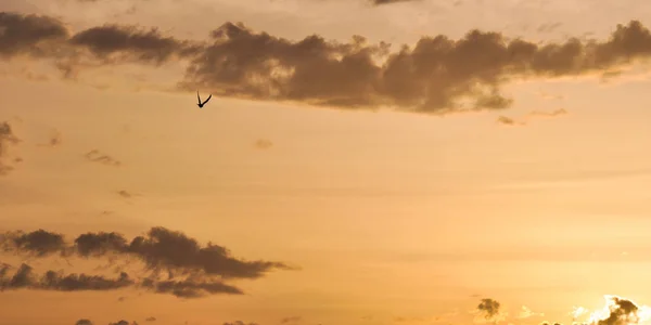 Пара Літаючих Голубів Птахів Небі Заході Сонця — стокове фото