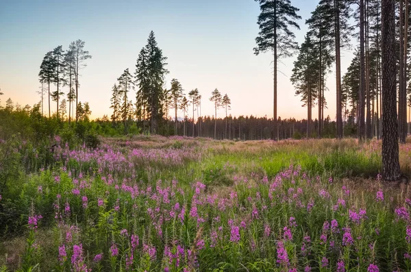 Natuur Landschap Roze Ivan Tea Bloeiende Sally Het Dennenbos Wilg — Stockfoto
