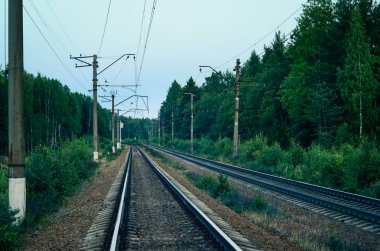 Demiryolu yeşil çam ormanı alacakaranlık.