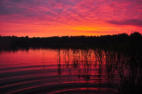 Puesta Sol Lago Crepúsculo Tarde Cañas Costa Verano Paisaje Rural — Foto de Stock