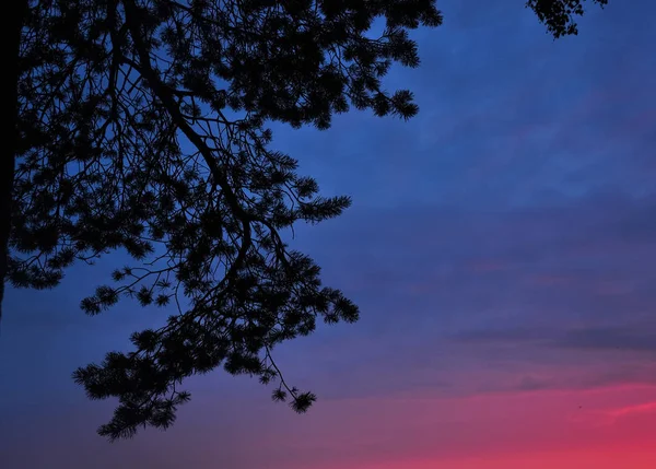 Silueta Una Rama Pino Contra Cielo Púrpura Atardecer — Foto de Stock