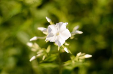 Phlox bahçede beyaz çiçekler.