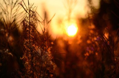 Yabani otlar ve çiçekler gün batımında. Sally çiçeklenme