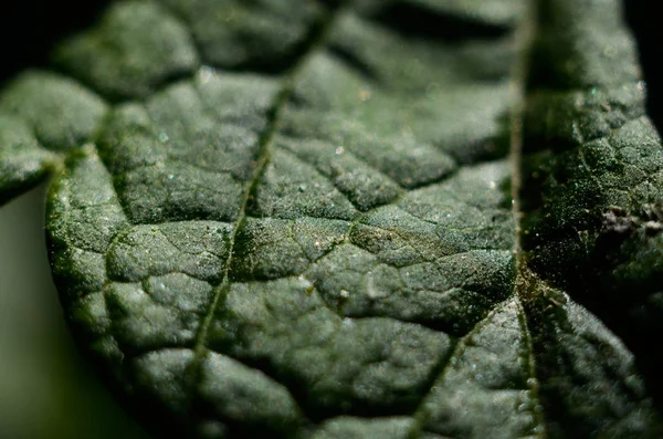 Srtucture yaprak yeşil closeup makro fotoğraf