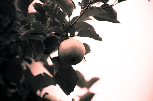 Apple Branch Artistic Color Filter — Stock Photo, Image