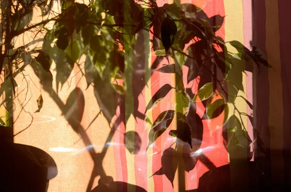 Silhuetas de sombra de fábrica em cortinas windiow — Fotografia de Stock