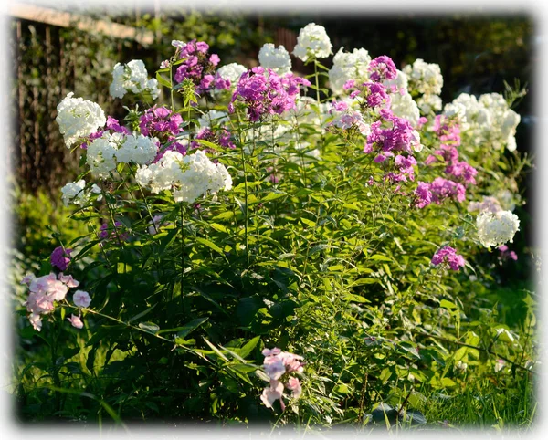 Weiße Phlox-Blüten im Garten — Stockfoto