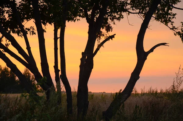 Sylwetki Pniach Gałęziach Przeciw Pomarańczowy Wieczorne Niebo — Zdjęcie stockowe