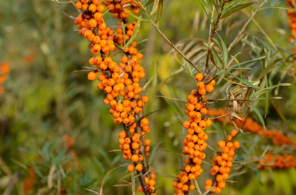 Natural Branch of orange sea buckthorn berries.
