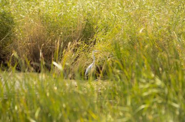 Beyaz heron ayakta çalılar tarafından çevrili su.