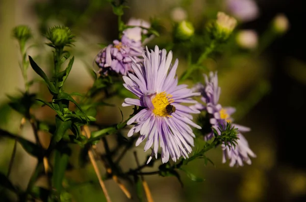 Садові Квіти Айстра Теплому Сонячному Світлі Крупним Планом — стокове фото