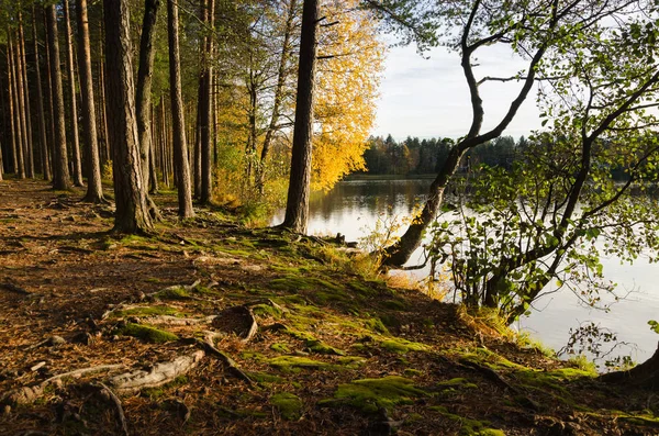 Herfst Boslandschap Gouden Bladeren Van Bomen Aan Kust Van Lake — Stockfoto