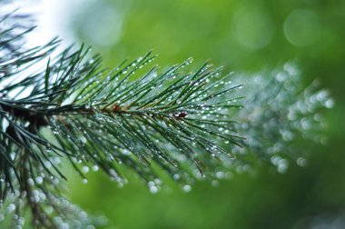 Çamın dalları ve dewdrops yağmur sonra iğne.
