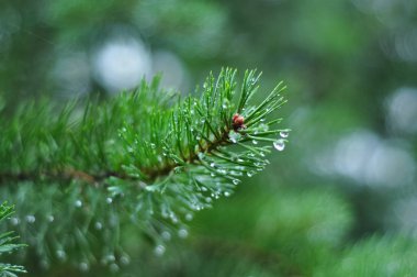 Çamın dalları ve dewdrops yağmur sonra iğne.