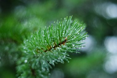 Çamın dalları ve dewdrops yağmur sonra iğne.