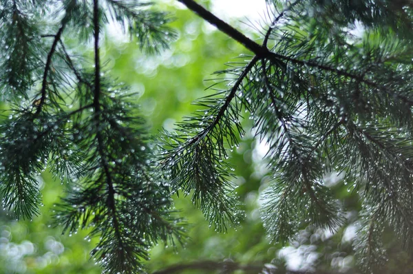 Pine branches and needles with dewdrops after rain.