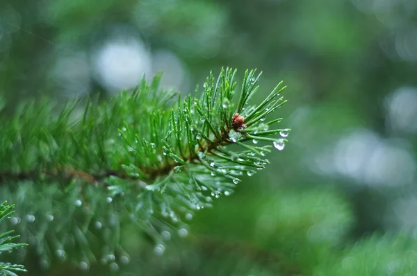 Pine branches and needles with dewdrops after rain.