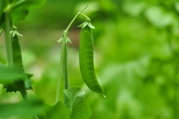 Ervilhas Verdes Horta — Fotografia de Stock