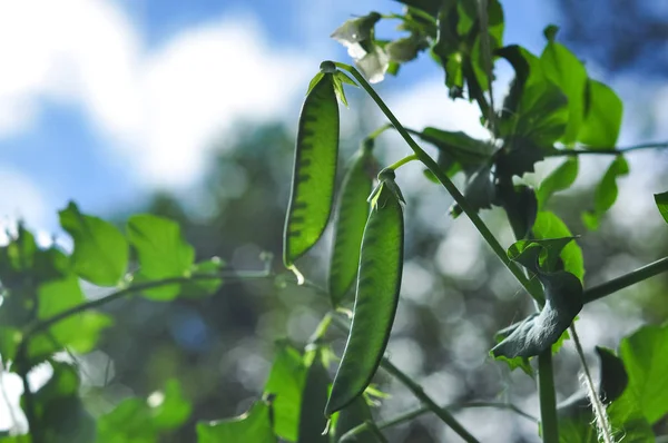 Ervilhas Verdes Horta — Fotografia de Stock