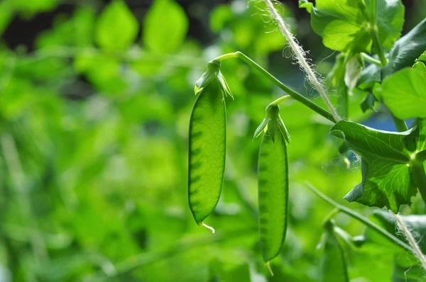 Ervilhas Verdes Horta — Fotografia de Stock